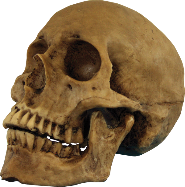 Resin Cranium Prop