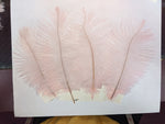 Ostrich Feather (Light Pink)