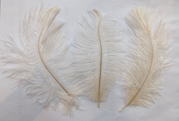 Ostrich Feather (Ivory)