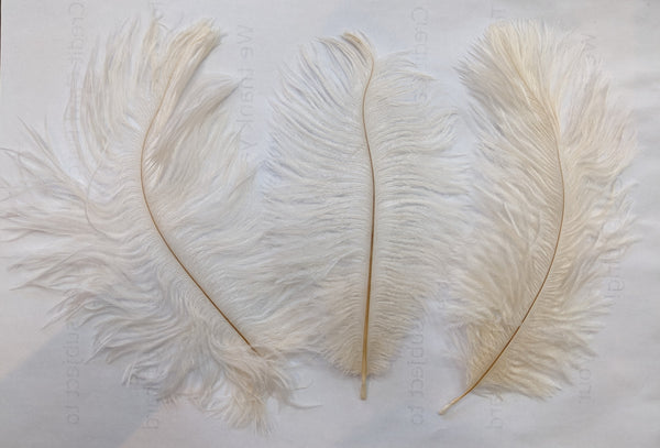 Ostrich Feather (Ivory)