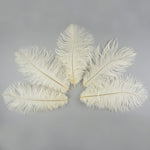Ostrich Feather (Ivory)