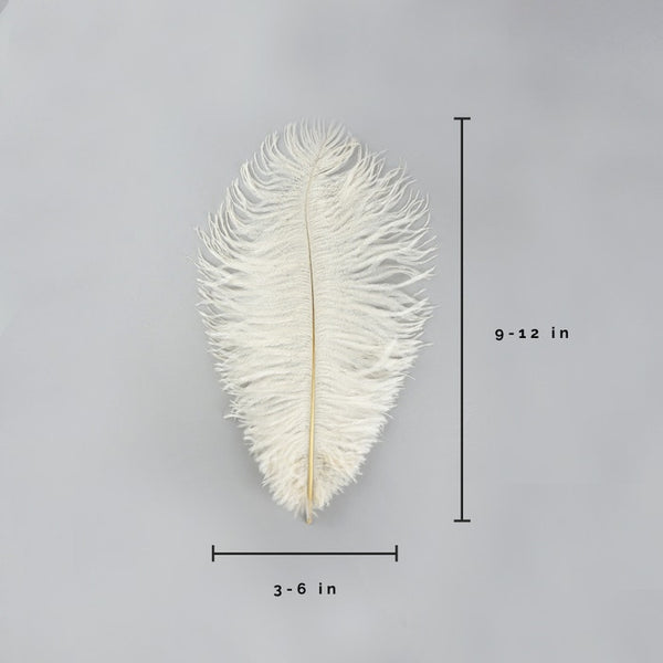 Ostrich Feather (Ivory)