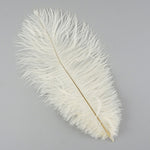 Ostrich Feather (Ivory)