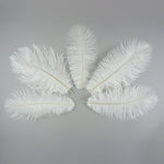 Pluma de avestruz (blanca)