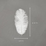 Pluma de avestruz (blanca)