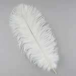 Pluma de avestruz (blanca)